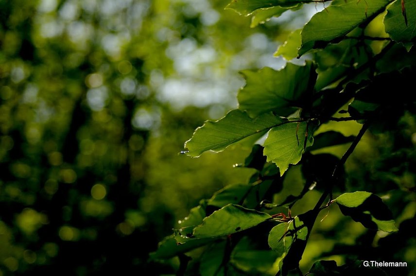 Bild: Wetter-Bild