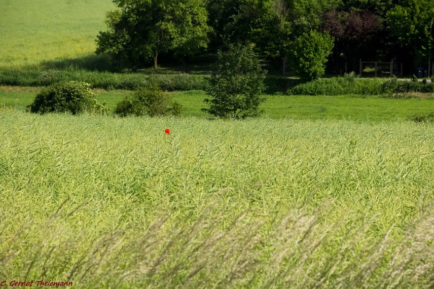 Bild: Wetter-Bild