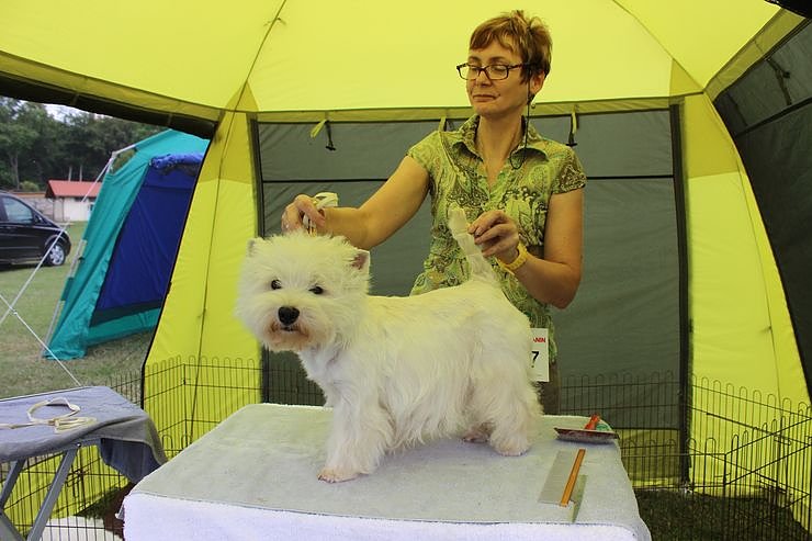 Bild: Terrier nichts als Terrier