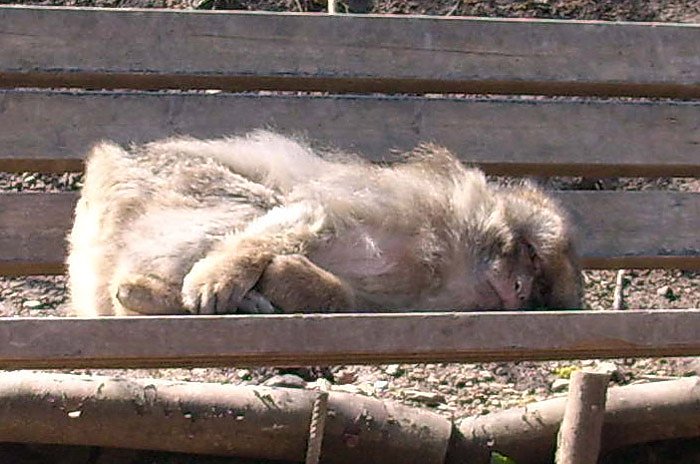 Bild: Schlafender Affe
