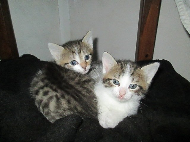 Bild: Katzen suchen Pflegeeltern