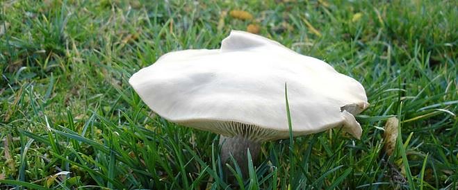 Bild: Pilz