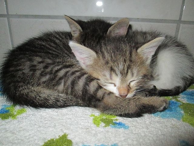 Bild: Kleine Katzen