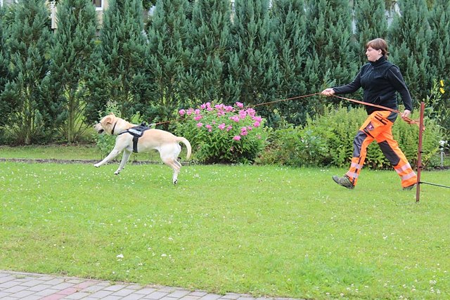 Bild: Rettungshunde bei Lebenshilfe