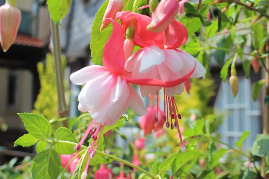 Bild: Fuchsie Freistaat Th&uuml;ringen