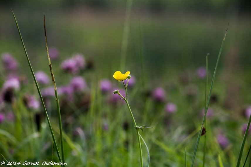 Bild: Wetter-Bild