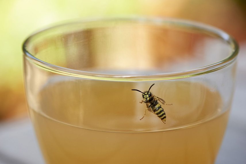 Bild: Insektenstiche k&ouml;nnen gef&auml;hrlich sein