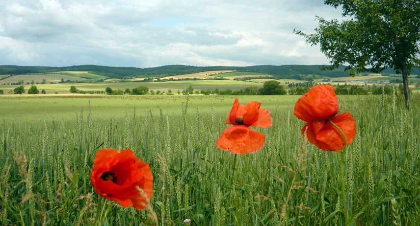 Bild: Getreidefeld mit Mohnblumen in der Hohen Schrecke