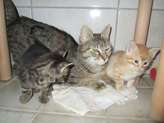 Bild: Katzen