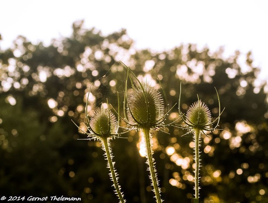 Bild: Wetter-Bild