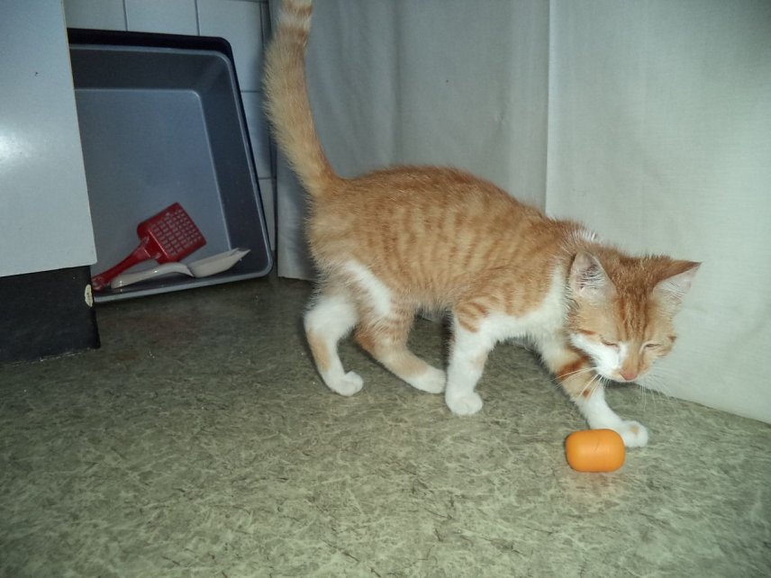 Bild: Entlaufener Kater?