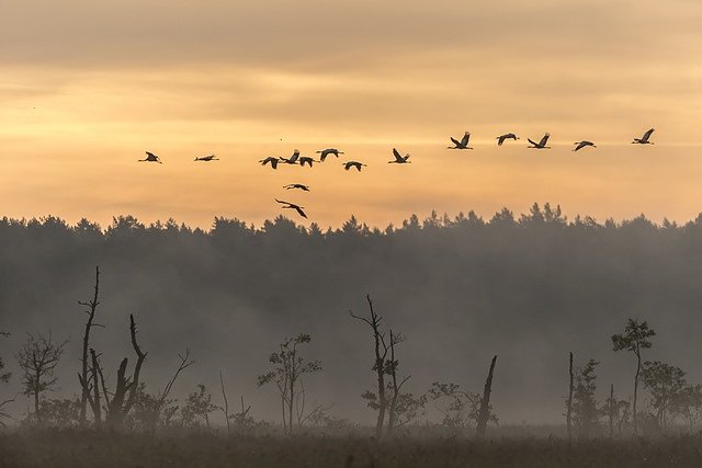 Bild: Kraniche_Rambower_Moor_Damschen