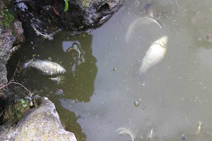 Bild: Fischsterben