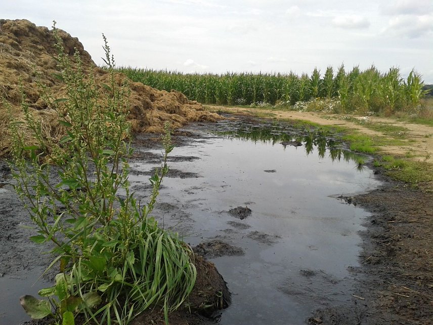 Bild: Reinholz: "Unser Ziel sind intakte &Ouml;kosysteme". Energiepflanze Mais mit vorgelagertem G&uuml;llesee bei Obersachswerfen.  