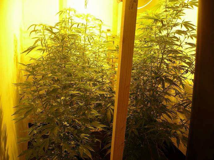 Bild: Cannabisanbau im Kleingarten
