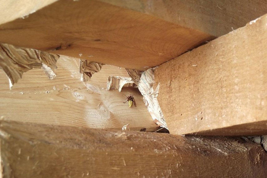 Bild: Verstecktes Nest