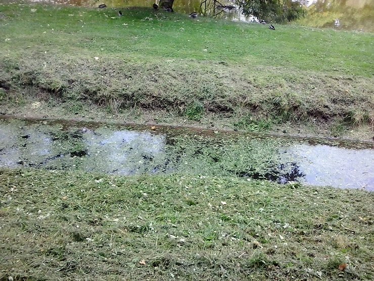 Bild: Schlechtes Wasser wegen Grasmahd?