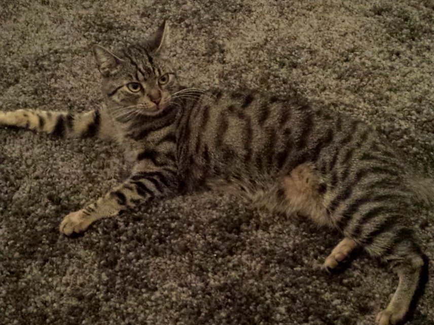 Bild: Katze gesucht