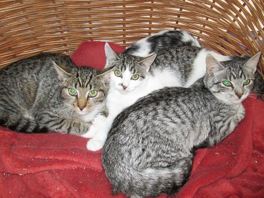 Bild: katzen