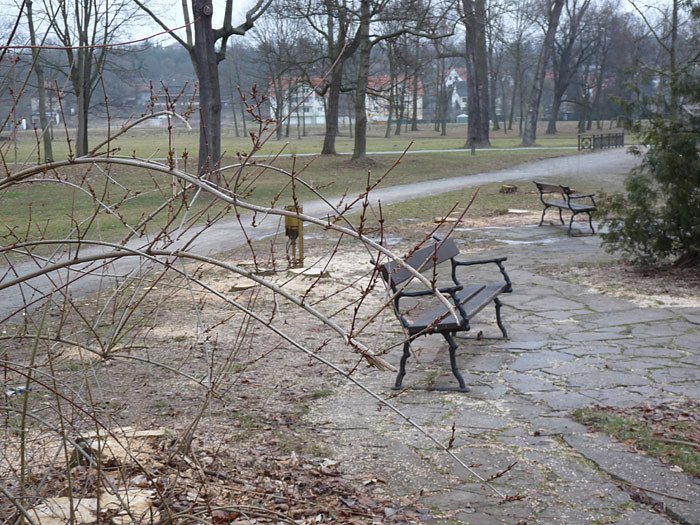 Bild: Baumf&auml;llen am Parkteich