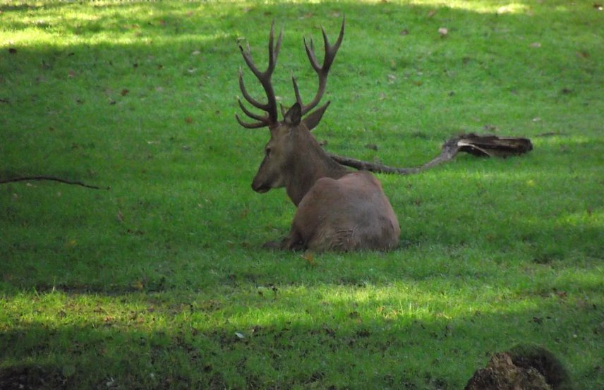 Bild: Im Stadtpark wird nicht gejagt