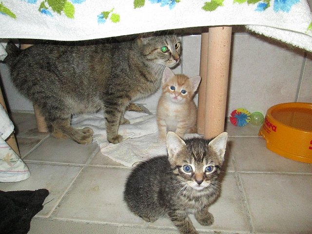 Bild: katzen