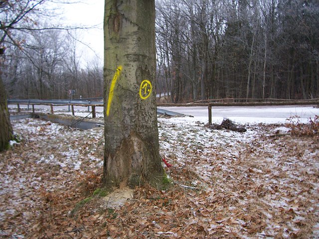 Bild: Am Ententeich im Kyffh&auml;userwald