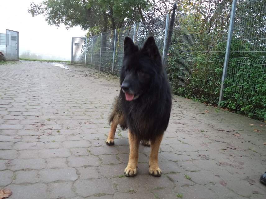 Bild: Tier der Woche: Jack