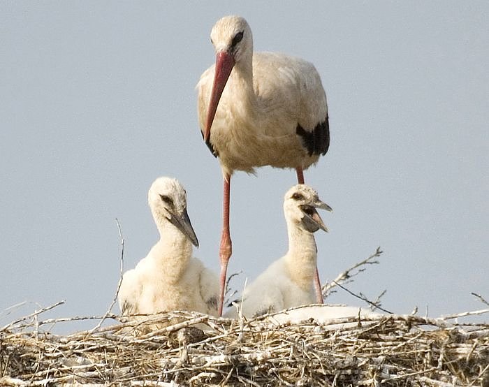 Bild: Nachwuchs f&uuml;r G&ouml;rsbach