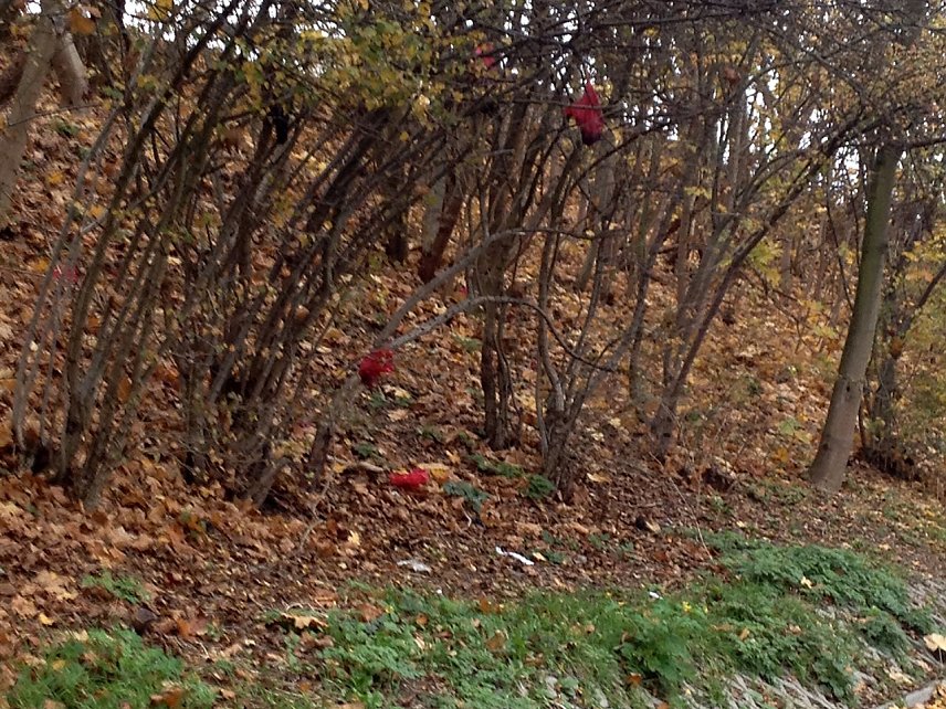 Bild: H&auml;ufchenbaum