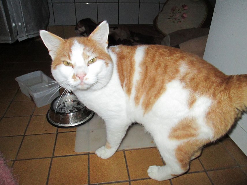 Bild: rotwei&szlig;e Katze