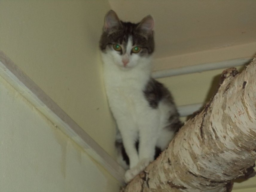 Bild: Katze Brenda