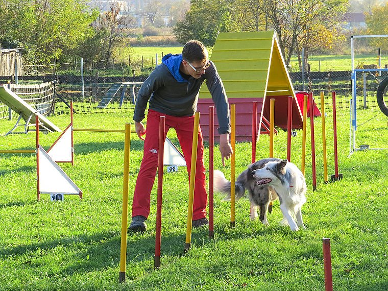 Bild: Agility Fun-Turnier in der Hundeschule ABC