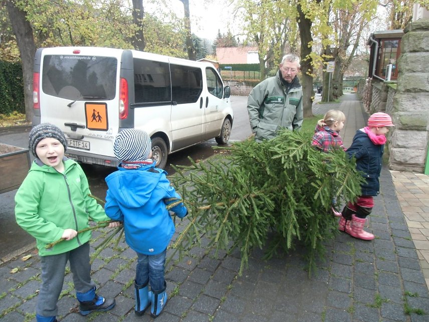 Bild: Der Tannenbaum im Winterwald