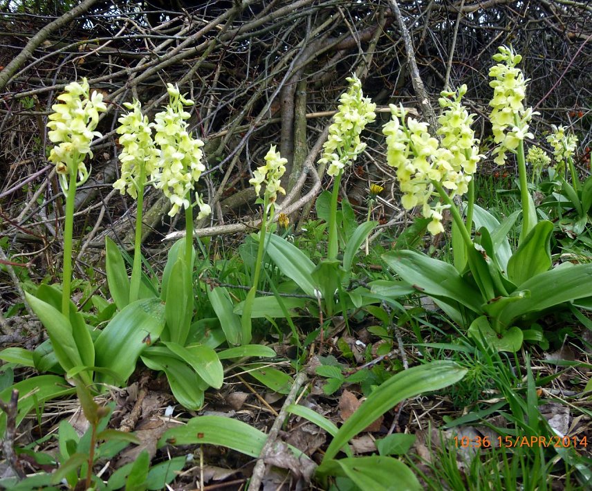 Bild: Blasses Knabenkraut (Orchis pallens)