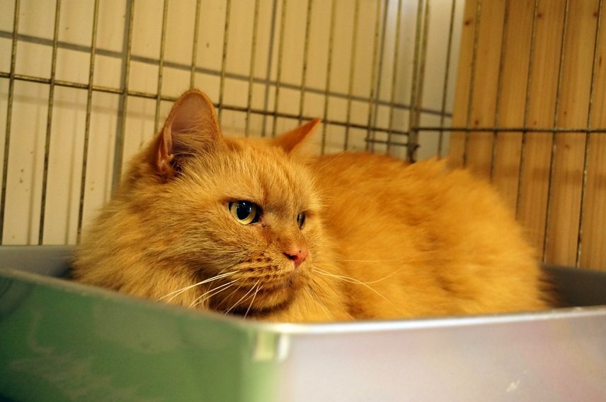 Bild: Kater