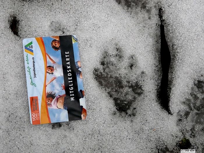Bild: Der Fischotter ist angekommen