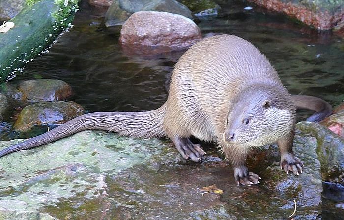Bild: Der Fischotter ist angekommen