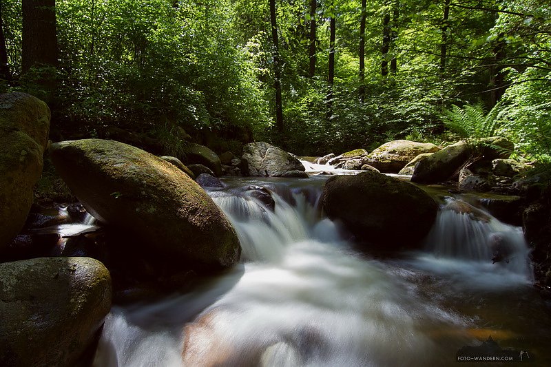 Bild: Wandern im Wald