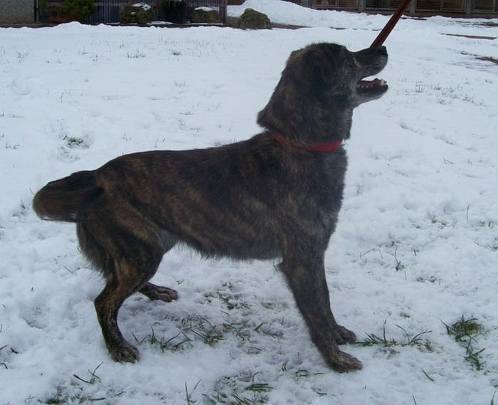 Bild: Limba