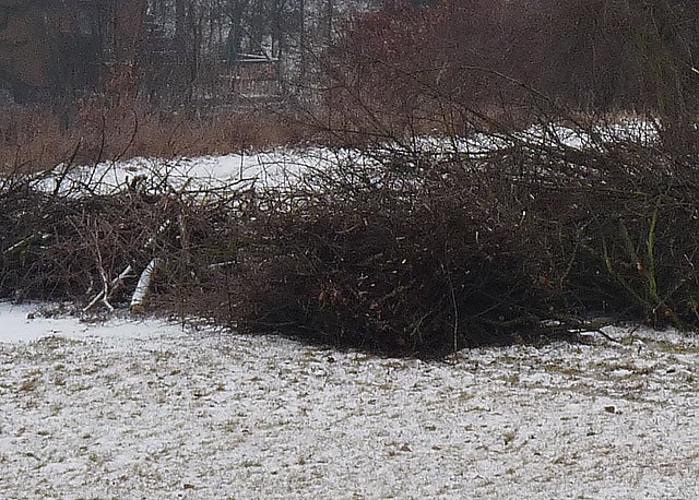 Bild: Baumschnitt f&uuml;r Osterfeuer