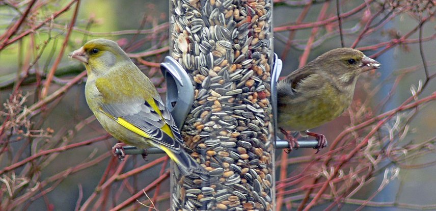 Bild: Gr&uuml;nfinken am Futtersilo