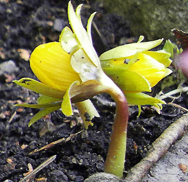 Bild: Gr&uuml;&szlig;e vom Fr&uuml;hling