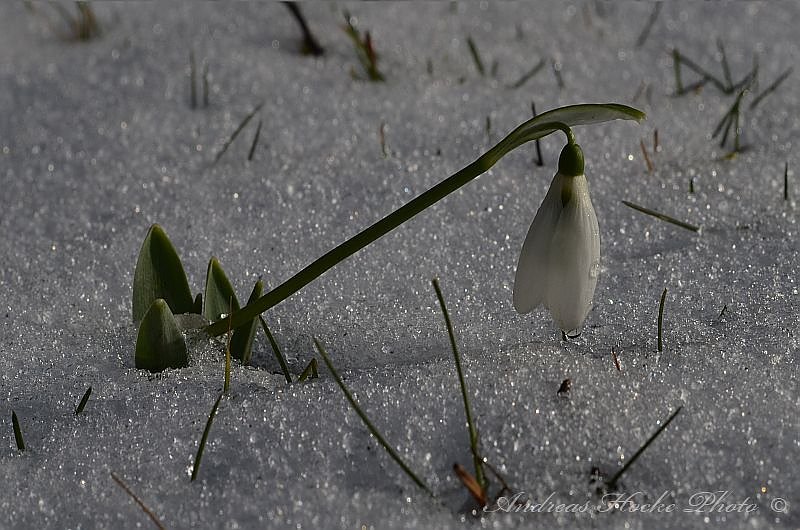 Bild: Winter in Greu&szlig;en