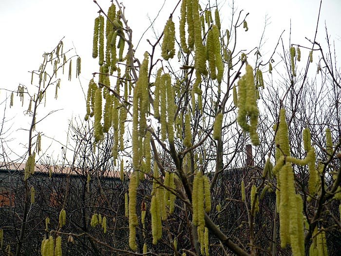 Bild: Fr&uuml;hjahrsbl&uuml;her