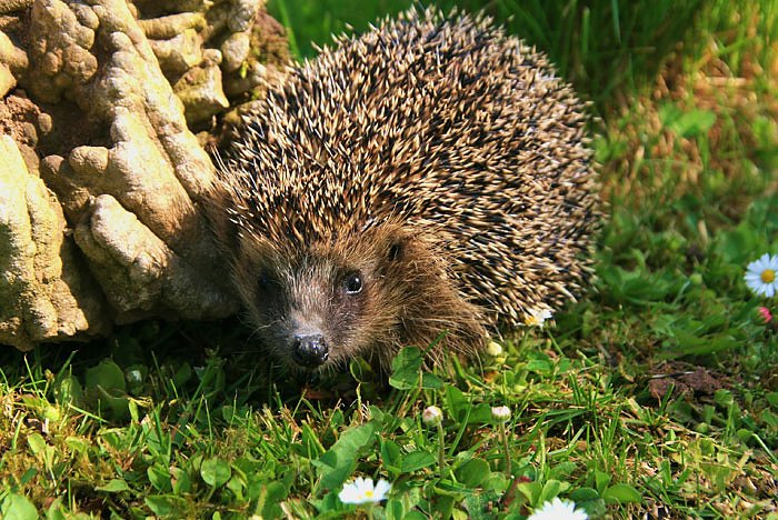 Bild: Igel