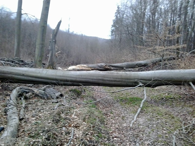 Bild: Riese Timpetu in der Windleite?