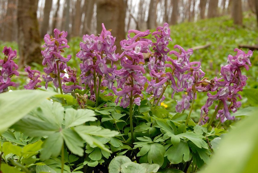 Bild: Hohler Lerchensporn ���������������������������������