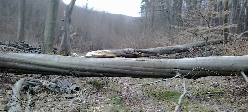 Bild: Baum