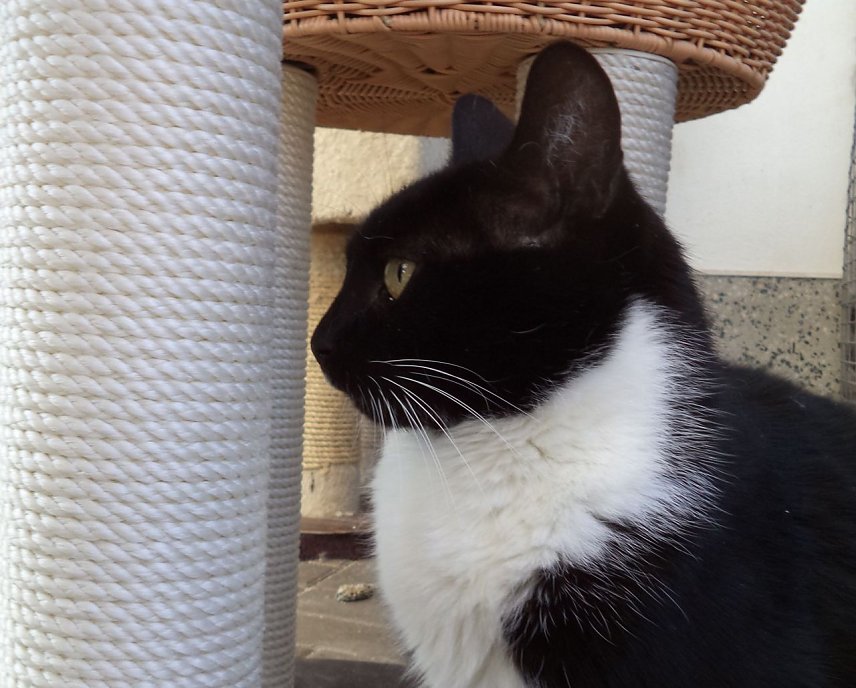 Bild: Tier der Woche: Peterle